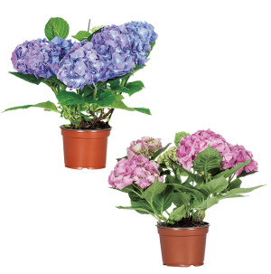 /ext/img/product/bonnes-affaires/26_04_15/500_hortensia_1.jpg