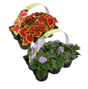 /ext/img/product/bonnes-affaires/26_04_15/500_plantes1_1.jpg