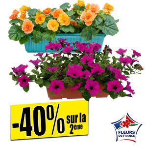 /ext/img/product/bonnes-affaires/26_04_15/500_plantes_1.jpg