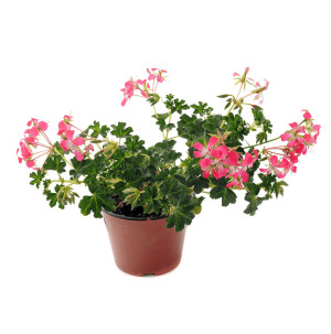/ext/img/product/bonnes-affaires/26_04_22/400_geraniums1_1.jpg
