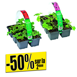 /ext/img/product/bonnes-affaires/26_04_22/400_geraniums_1.jpg
