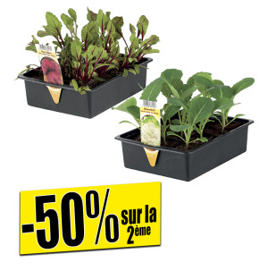 /ext/img/product/bonnes-affaires/26_04_22/400_plants_1.jpg