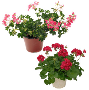 /ext/img/product/bonnes-affaires/26_04_29/400_geraniums_1.jpg