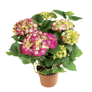 /ext/img/product/bonnes-affaires/26_04_29/400_hortensia_1.jpg