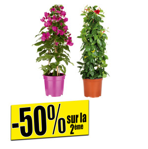 /ext/img/product/bonnes-affaires/26_04_29/400_plante_1.jpg