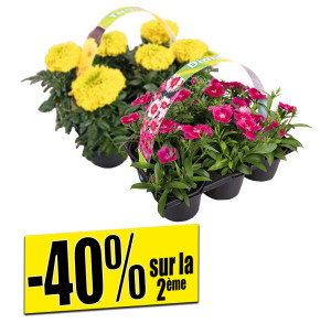 /ext/img/product/bonnes-affaires/26_04_29/400_plantes_1.jpg