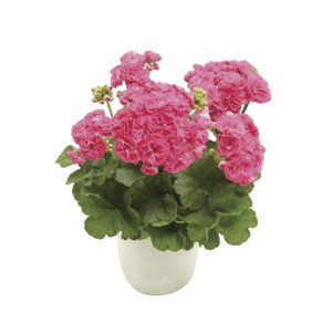 /ext/img/product/bonnes-affaires/26_05_06/500_geraniums1_1.jpg