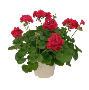/ext/img/product/bonnes-affaires/26_05_06/500_geraniums_1.jpg
