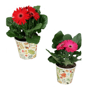/ext/img/product/bonnes-affaires/26_05_06/500_gerbera_1.jpg