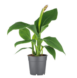 /ext/img/product/bonnes-affaires/26_05_12/400_canna_1.jpg