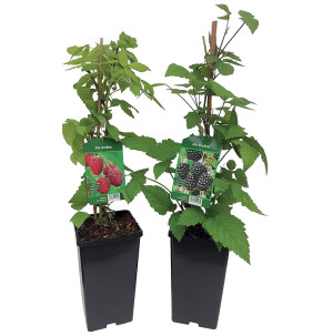 /ext/img/product/bonnes-affaires/26_05_12/400_framboisier_1.jpg