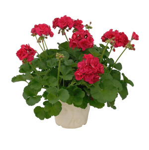 /ext/img/product/bonnes-affaires/26_05_12/400_geraniums1_1.jpg