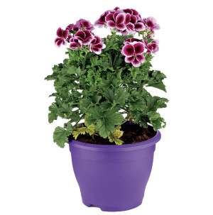 /ext/img/product/bonnes-affaires/26_05_12/400_geraniums_1.jpg