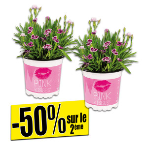 /ext/img/product/bonnes-affaires/26_05_12/400_oeillets1_1.jpg