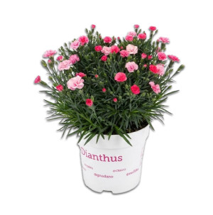 /ext/img/product/bonnes-affaires/26_05_12/400_oeillets2_1.jpg
