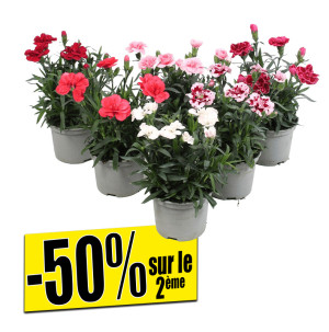 /ext/img/product/bonnes-affaires/26_05_12/400_oeillets_1.jpg