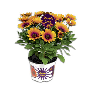 /ext/img/product/bonnes-affaires/26_05_12/400_osteo_1.jpg