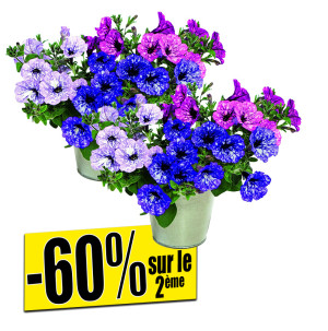 /ext/img/product/bonnes-affaires/26_05_12/400_petunias_1.jpg
