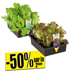 /ext/img/product/bonnes-affaires/26_05_12/400_plants_1.jpg