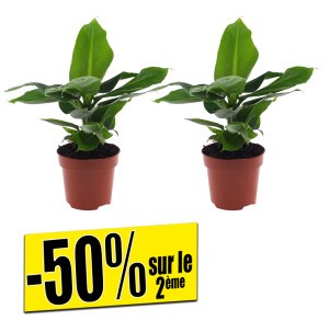 /ext/img/product/bonnes-affaires/26_05_20/600_bananier_1.jpg