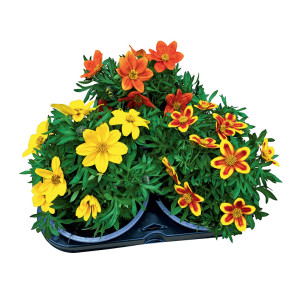 /ext/img/product/bonnes-affaires/26_05_20/600_bidens_1.jpg