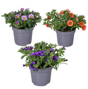/ext/img/product/bonnes-affaires/26_05_20/600_calibrachoa_1.jpg