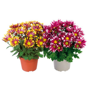 /ext/img/product/bonnes-affaires/26_05_20/600_chrysantheme_1.jpg