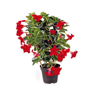 /ext/img/product/bonnes-affaires/26_05_20/600_dipladenia_1.jpg