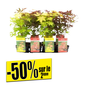 /ext/img/product/bonnes-affaires/26_05_20/600_erable_1.jpg