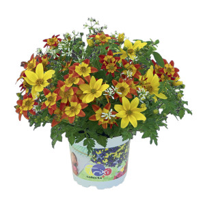 /ext/img/product/bonnes-affaires/26_05_20/600_euphorbe_1.jpg