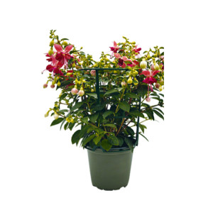 /ext/img/product/bonnes-affaires/26_05_20/600_fuschias_1.jpg