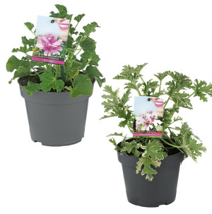 /ext/img/product/bonnes-affaires/26_05_20/600_geranium_1.jpg