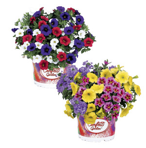/ext/img/product/bonnes-affaires/26_05_20/600_plantes_1.jpg
