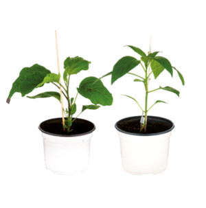 /ext/img/product/bonnes-affaires/26_05_20/600_plants_1.jpg