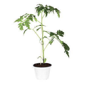 /ext/img/product/bonnes-affaires/26_05_27/500_assortiment_1.jpg