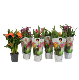 /ext/img/product/bonnes-affaires/26_05_27/500_calla_1.jpg
