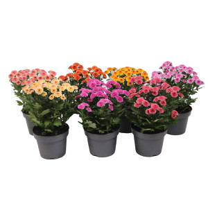 /ext/img/product/bonnes-affaires/26_05_27/500_chrys_1.jpg