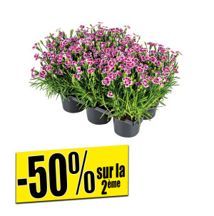 /ext/img/product/bonnes-affaires/26_05_27/500_oeillets_1.jpg