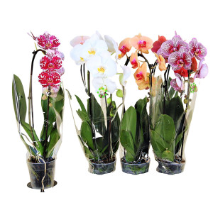 /ext/img/product/bonnes-affaires/26_05_27/500_orchidee_1.jpg