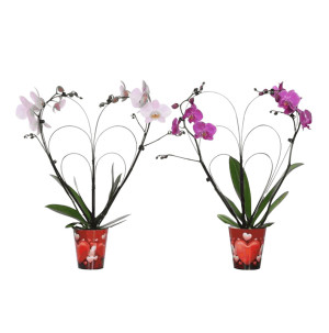 /ext/img/product/bonnes-affaires/26_05_27/500_phala_1.jpg