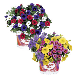 /ext/img/product/bonnes-affaires/26_05_27/500_plantes1_1.jpg