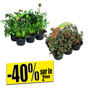 /ext/img/product/bonnes-affaires/26_05_27/500_plantes_1.jpg