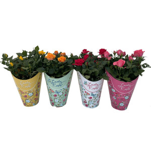 /ext/img/product/bonnes-affaires/26_05_27/500_rosier1_1.jpg