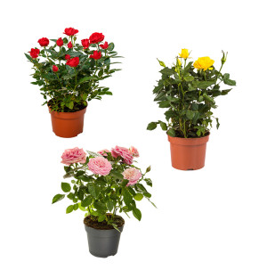 /ext/img/product/bonnes-affaires/26_05_27/500_rosier_1.jpg
