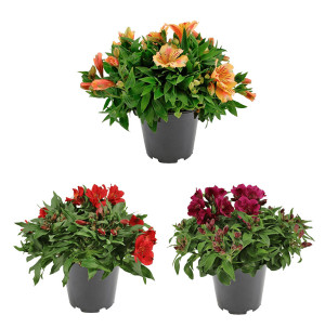 /ext/img/product/bonnes-affaires/26_06_03/500_alstr_1.jpg