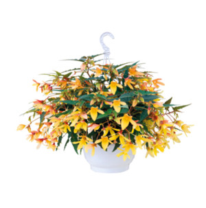 /ext/img/product/bonnes-affaires/26_06_03/500_begonia_1.jpg