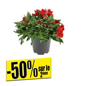 /ext/img/product/bonnes-affaires/26_06_03/500_dipladenia_1.jpg