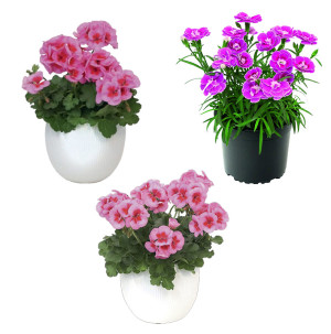 /ext/img/product/bonnes-affaires/26_06_03/500_geranium_1.jpg