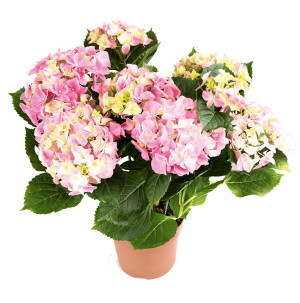 /ext/img/product/bonnes-affaires/26_06_03/500_laurier_1.jpg