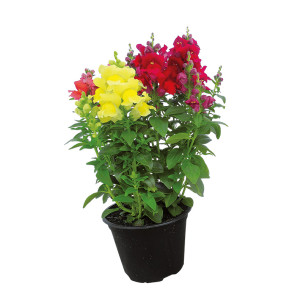 /ext/img/product/bonnes-affaires/26_06_03/500_muflier_1.jpg